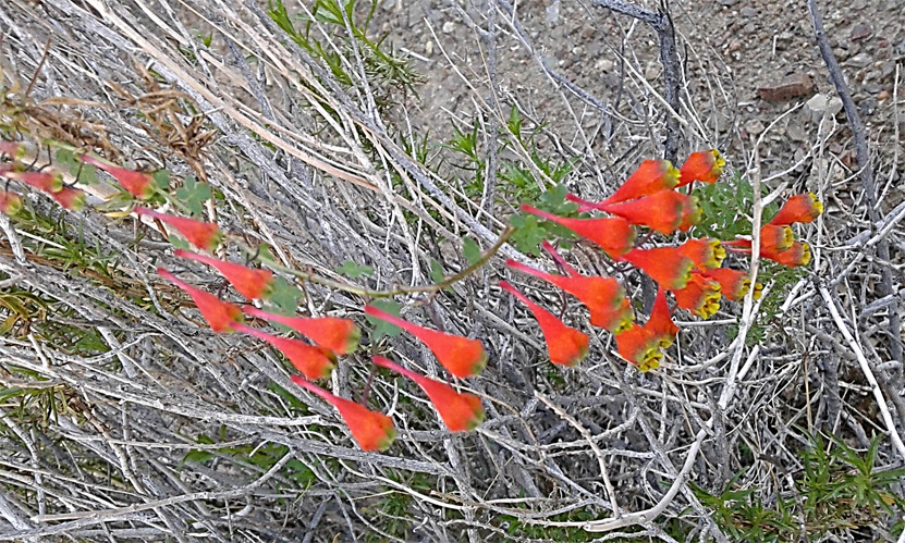 tropaeolum tricolor